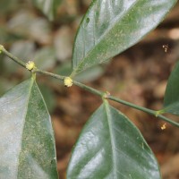 Suregada lanceolata (Willd.) Kuntze